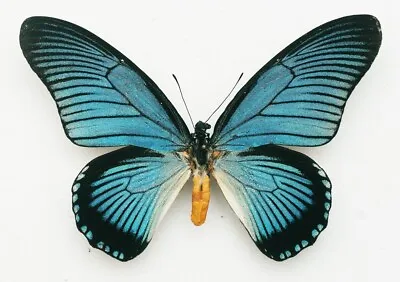Papilionidae - Papilio Zalmoxis - Giant Blue Swallowtail - Male • $64.92