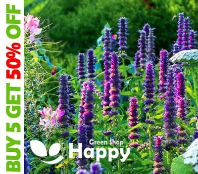 GIANT HYSSOP - 1200 SEEDS - Agastache Mexicana Lavender Blue - Perennial Flower • £2