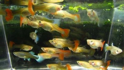 $2.95 • Buy Assorted Color Female Guppy Guppies LIVE FISH Read Description