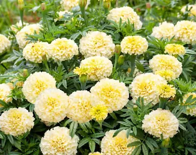 Tagetes Erecta Nana African Marigold Kilimanjaro White 25 Seeds + FREE LABEL • £0.99