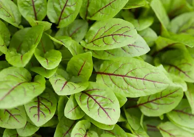 £2.29 • Buy 100 X Red Veined SORREL Seeds – Quality UK Herb Seed *Fast Dispatch*