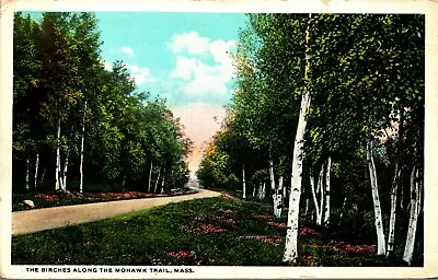 Birches Along Mohawk Trail Massachusetts MA UNP Unused WB Postcard E1 • $2.66