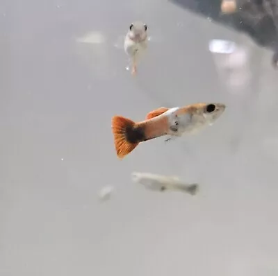 Assorted Fancy GUPPIES MALE Live Freshwater Aquarium Fish Guppy • $1.50