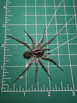 Florida Wolf Spider Wet Specimen Oddities Taxidermy Mummified #35 • $10