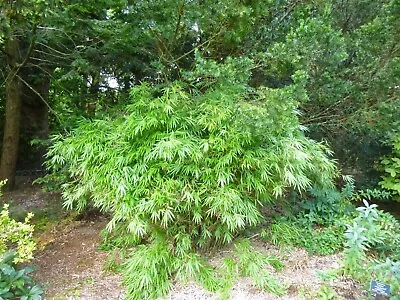 Fargesia Dracocephala Green Panda (Rufa) - Dragon Head Bamboo Plant In 12cm Pot • £15.95