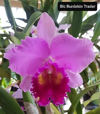 Cattleya Orchid - Rlc Burdekin Trader • $20