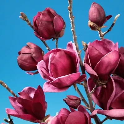 Magnolia Genie Dark Purple Giant Flowered Black Tulip Tree Garden Outdoor Plant • £30.99