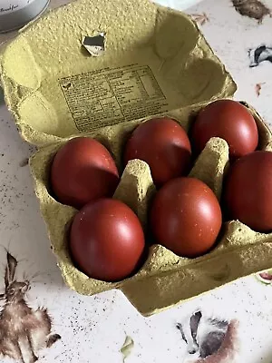 6 Wheaten Marans Hatching Eggs Quality Birds Dark Eggs • £14.50