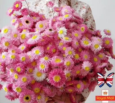 Acroclinium 50 Seeds Helipterum Grandiflorum Everlasting Paper Daisy Rhodanthe • £1.59