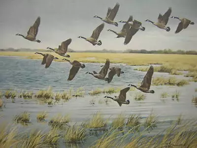 Maynard Reece Winging South Canada Geese Mini Art Print • $19.95