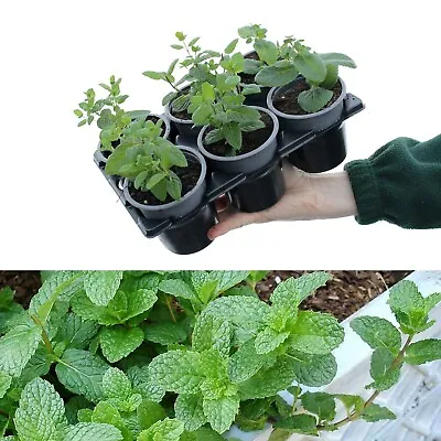 6 X Mixed Mint Plants In 9cm Pots - Very Fragrant - Ideal For Cooking • £16.99