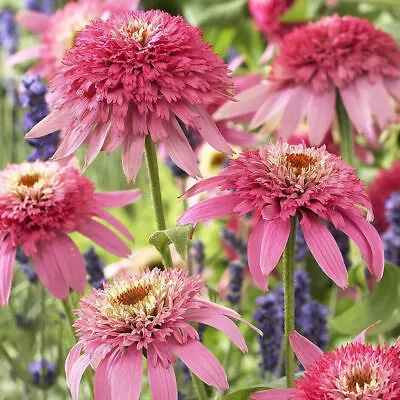 Echinacea 'Pink Double Delight' Coneflower Hardy Perennial XXL Jumbo Plug Plants • £999