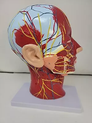 Human Skull Muscle Nerve Blood Vessel Head Brain Anatomy Model Medical Teaching • $69.99