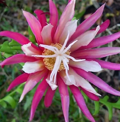 Fishbone  Ric Rac  Cactus/ Epiphyllum Plants Unrooted Cutting Pink  • $12