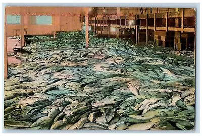 1913 Sockeye Salmon On Floor On Cannery Process Puget Sound Washington Postcard • £6.24