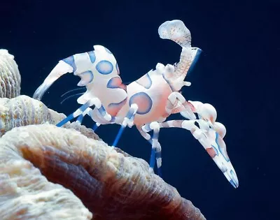 Harlequin Shrimp - Marine Reef Starfish • £30