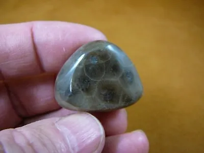 (F830-36) 1-1/4  Polished Petoskey Stone ANCIENT Coral Specimen MI State Rock • $15.99