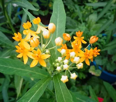 100+ Silky Gold Yellow Milkweed Seeds (asclepias Curassavica)  Free Usa Shipping • $3.25