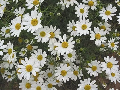 6x Wildflower Corn Chamomile Plug Plants White Flowers Ground Cover Hardy • £12.49