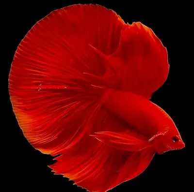 Stunning Super Red Halfmoon Betta Male Fighter Fish • £25