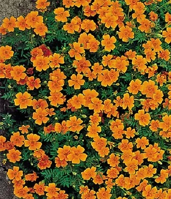 Tagetes 'Tangerine Gem' / Tagetes Tenuifolia / Signet Marigold / 300 Seeds • £1.49