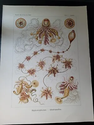 Set Of Two Original Sealife Prints By Ernst Haeckel Siphonophorae/Ophiodea • $199.98