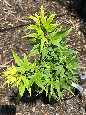 Japanese Maple Mikawa Yatsubusa 1 Gallon • $34.99