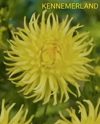 Cactus Dahlia KENNEMERLAND Yellow 1 X Tuber UK SELLER • £8.19