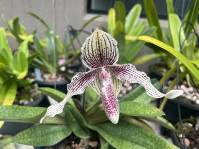 $300 • Buy Paph. Rolfei 200mm Pot In Flower !!!!!