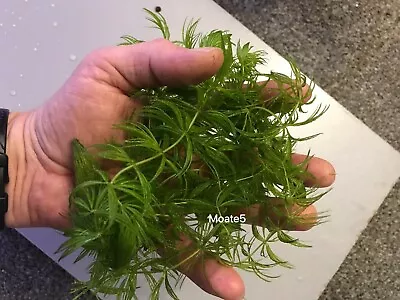 HORNWORT  AQUARIUM FISH TANK OXYGENATING PLANT +1 Free  Plants • £7.50