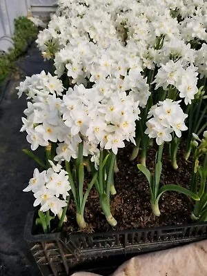 Ziva Paperwhites Narcissus 10 Large Bulbs White Daffodils Garden Flowers Gift • $16.99