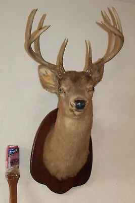 Vtg Whitetail Deer Head Shoulder Mount Taxidermy Cape Shed Antler Hunt Mule Rack • $165