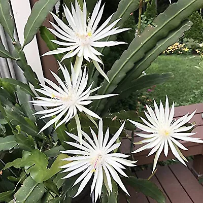 4 Mature Cuttings White EPIPHYLLUM Hookeri Fragrant Orchid Cactus STRICTUM • $10.39