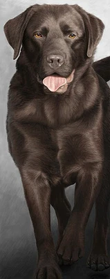 £179 • Buy Nigel Hemming WALK TALL Print, Chocolate Labrador Dogs Art Gift #1