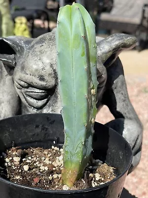 BLUE CANDLE / MYRTLE CACTUS --Myrtillocactus Geometrizans --Rooted Plant COOL!! • $11.95