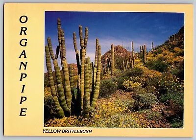 Arizona -Springtime Organ Pipe Cactus National Monument - Vintage Postcard 4x6 • $6.99