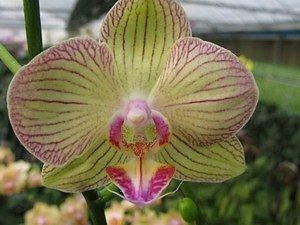 $34.50 • Buy RFO Phalaenopsis Emerald