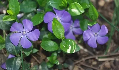 40+ Vinca Orchid Periwinkle Flower Seeds / Long Lasting Annual • $4.50