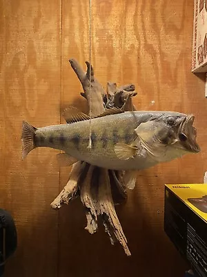 Largemouth Taxidermy Fish Bass Mount • $80