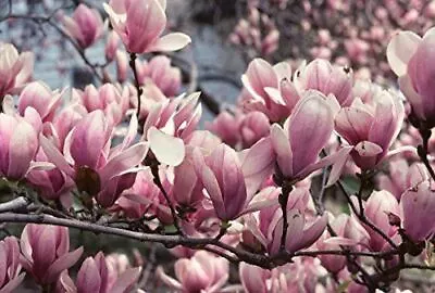 1x 3-4ft Large Magnolia Soulangeana Plant - Fragrant Tree - 3l • £29.99