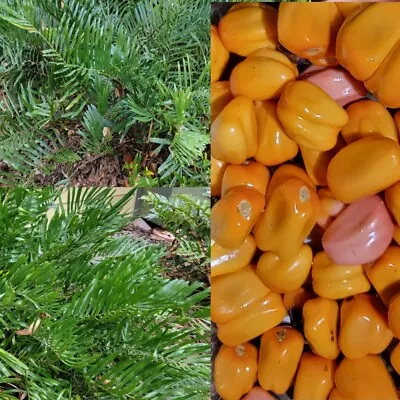 Coontie   Cycad   Zamia Floridana  20 Seeds   • $9.89