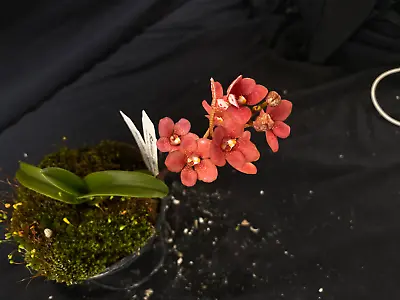 $65 • Buy Select Barrita Orchids Sarcochilus INDP/134