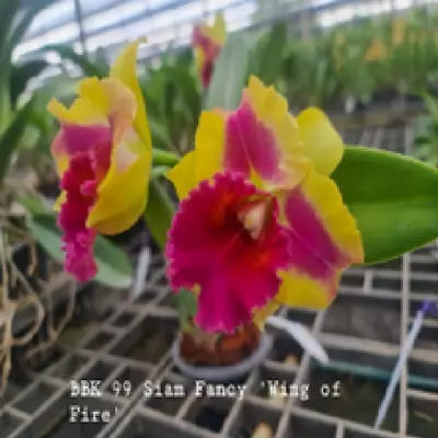 Cattleya Hybrid Flask (40 Plants Minimum) -Rlc.Siam Fancy  'Wing Of Fire  • $74