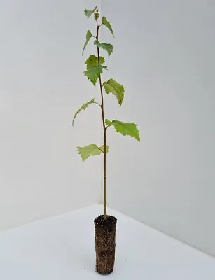 3 X Aspen Trees 35cm -populus Tremula - Cell Grown - Not Bare Root • £13.99
