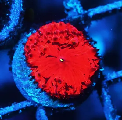 Deadpool Blastomussa Zoanthids Paly Zoa SPS LPS Corals WYSIWYG • $4.99