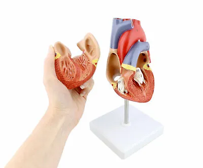 Human 1:1 Anatomical Heart Model 2 Part Medical Human Heart Anatomy Model USA • $32.29