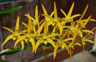$10 • Buy Orchid -Dendrobium Australian Goldrush