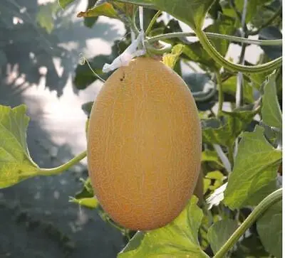 Rare Hami Melon Large 4-5lb Fruits Sweet & Crunch  25+ Seeds • $4.99