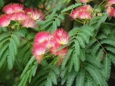 15 Mimosa / Persian Silk / Powder Puff Tree / Albizia Julibrissin Flower Seeds • $4.49