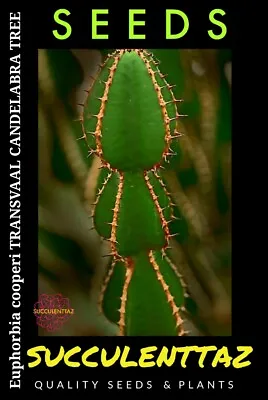  Euphorbia Cooperi 10 X Seeds Cactus Cacti Succulent TRANSVAAL CANDELABRA TREE  • $9.90